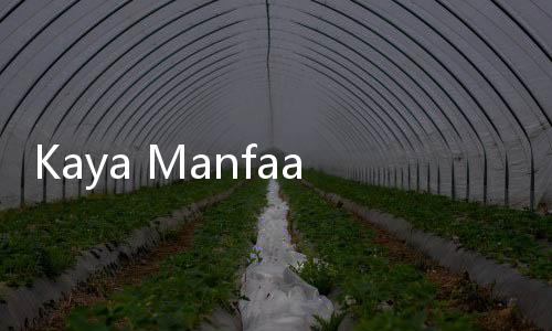 Kaya Manfaat, Tapi 4 Kelompok Ini Sebaiknya Tak Konsumsi Daun Kelor